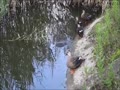 鴨と亀 鴨と亀